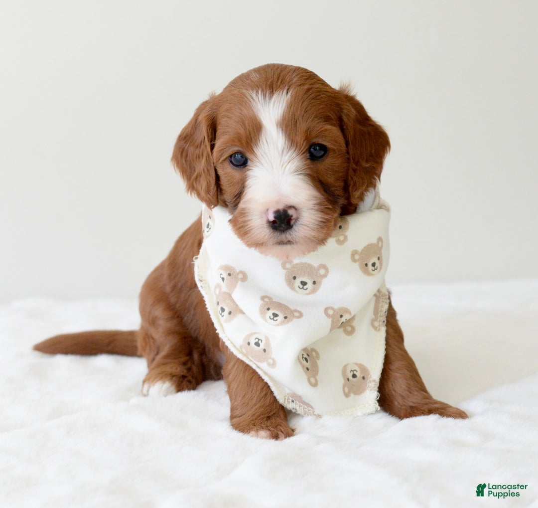 Mini Goldendoodle dogs for sale: Ranger - Image 13