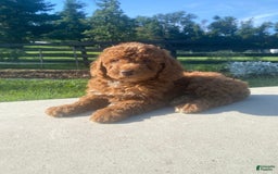 Mini Goldendoodle dogs for sale: Duchess - Image 3
