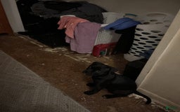 American Pit Bull Terrier dogs for sale: Minnie aka Gracie little - Image 2