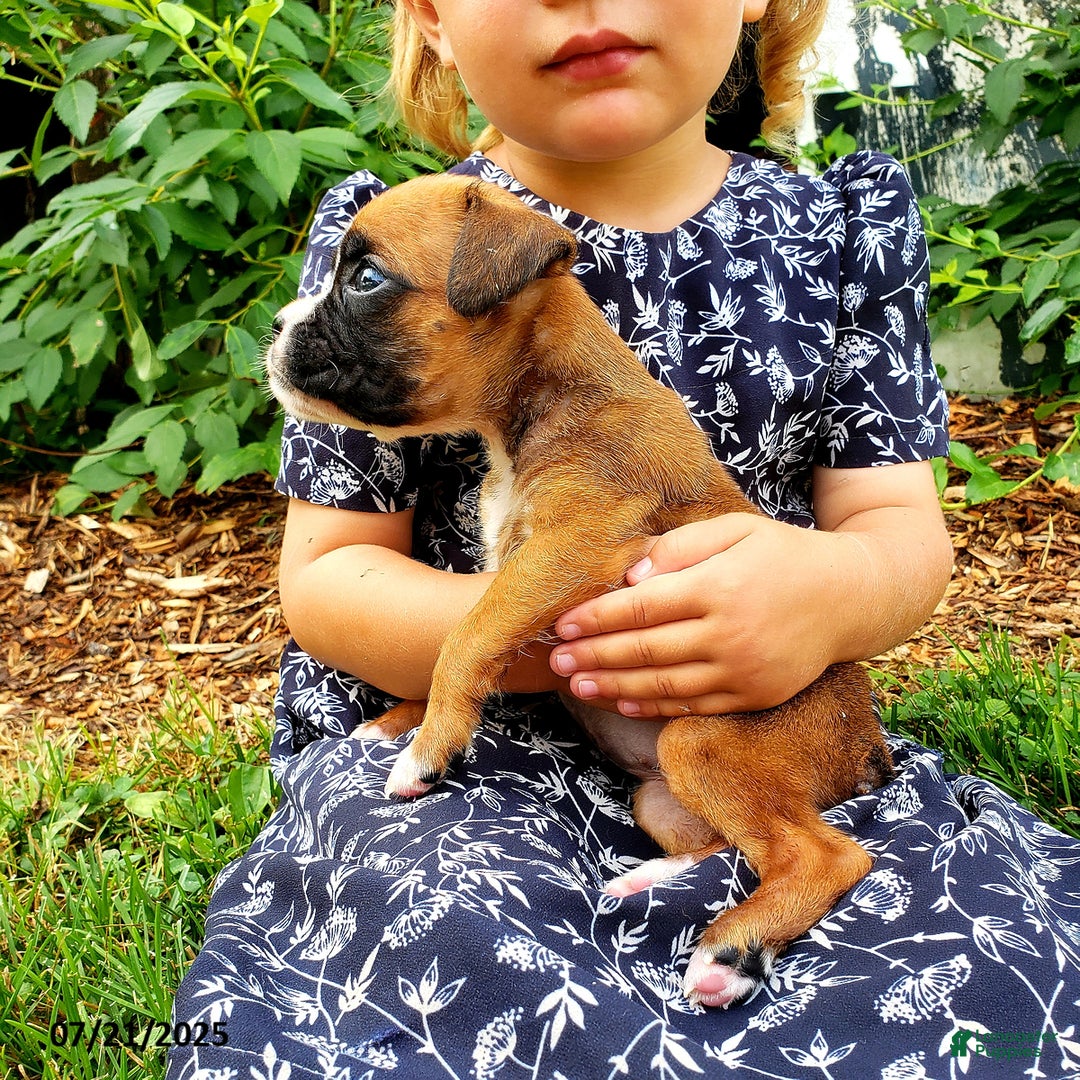 Boxer dogs for sale: Zoey - Image 1