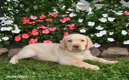 Labrador Retriever dogs for sale: Labrador Retriever 9 puppies - Image 2