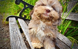 Havapoo dogs for sale: Dixie - Image 9