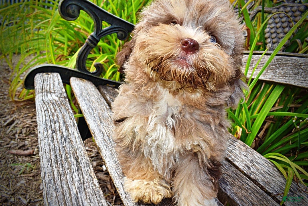 Havapoo dogs for sale: Dixie - Image 9