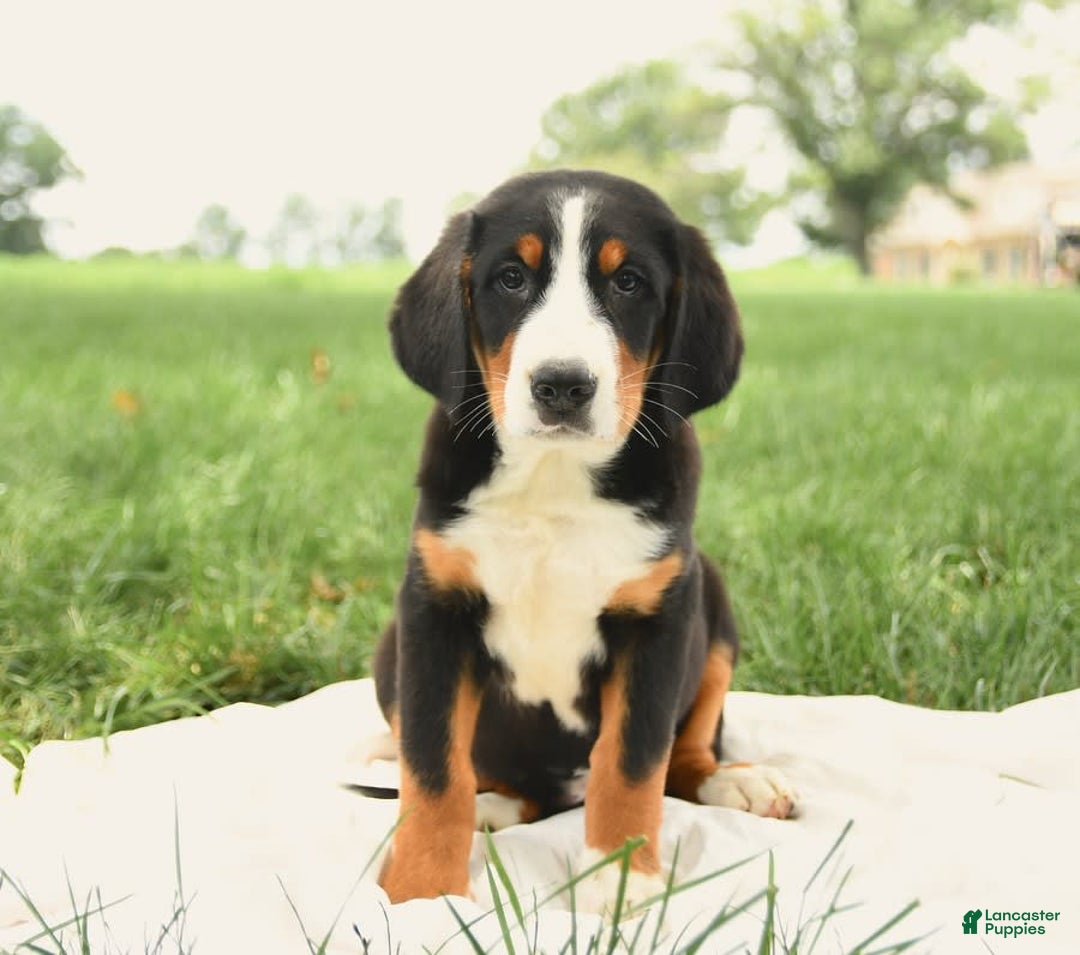 Greater Swiss Mountain Dog dogs for sale: Goldie - Image 11