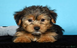 Yorkshire Terrier dogs for sale: Jamie - Image 6
