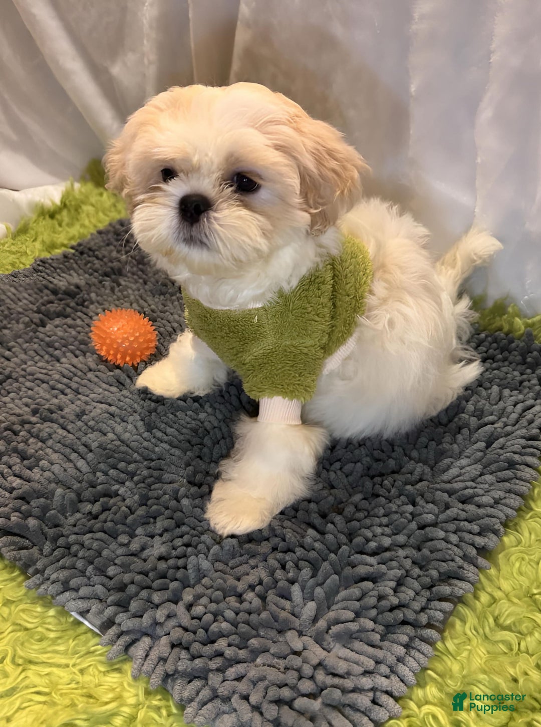 Shih Tzu dogs for sale: Maverick - Image 9