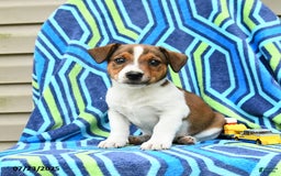 Jack Russell Terrier dogs for sale: Ivan - Image 3
