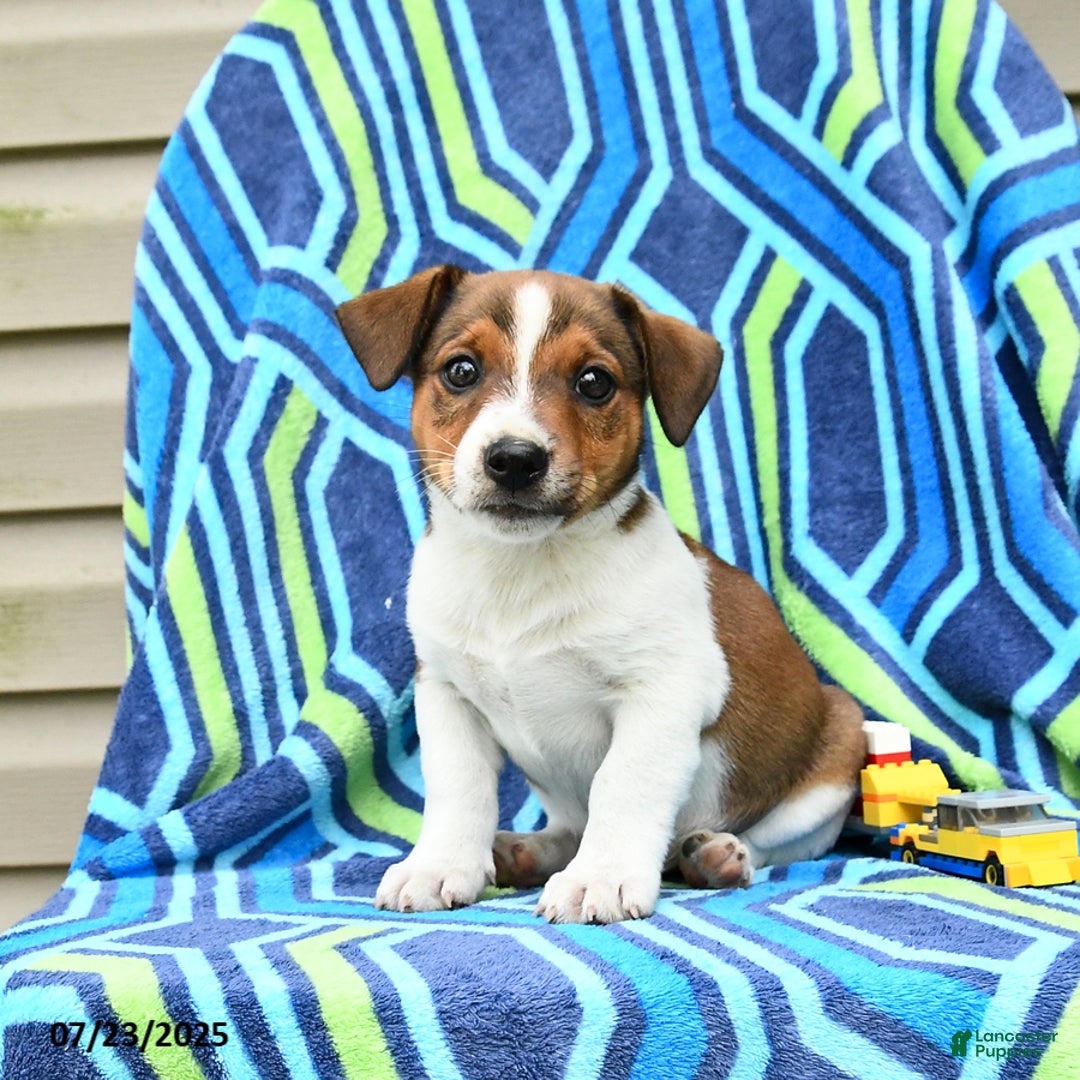 Jack Russell Terrier dogs for sale: Ivan - Image 3