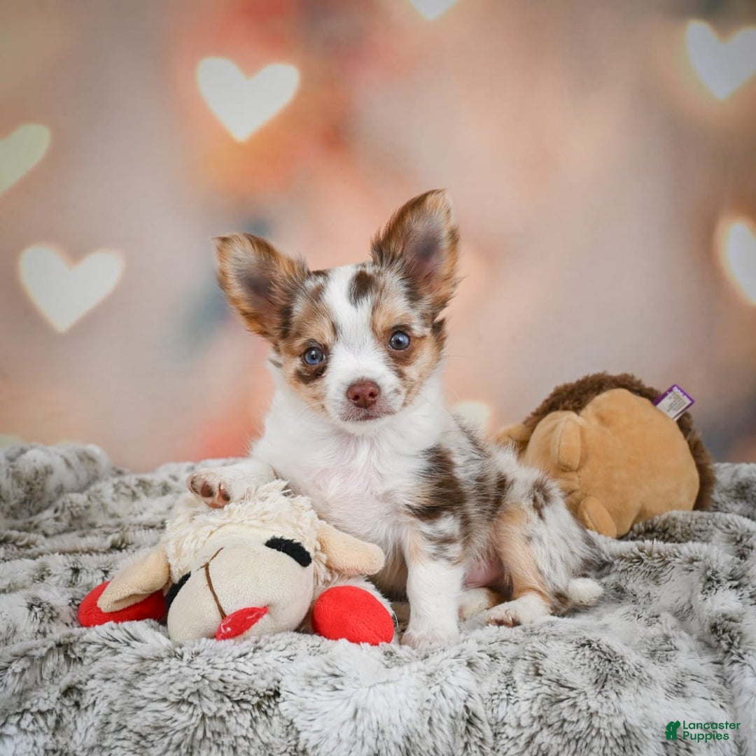 Chihuahua dogs for sale: Romer - Image 1