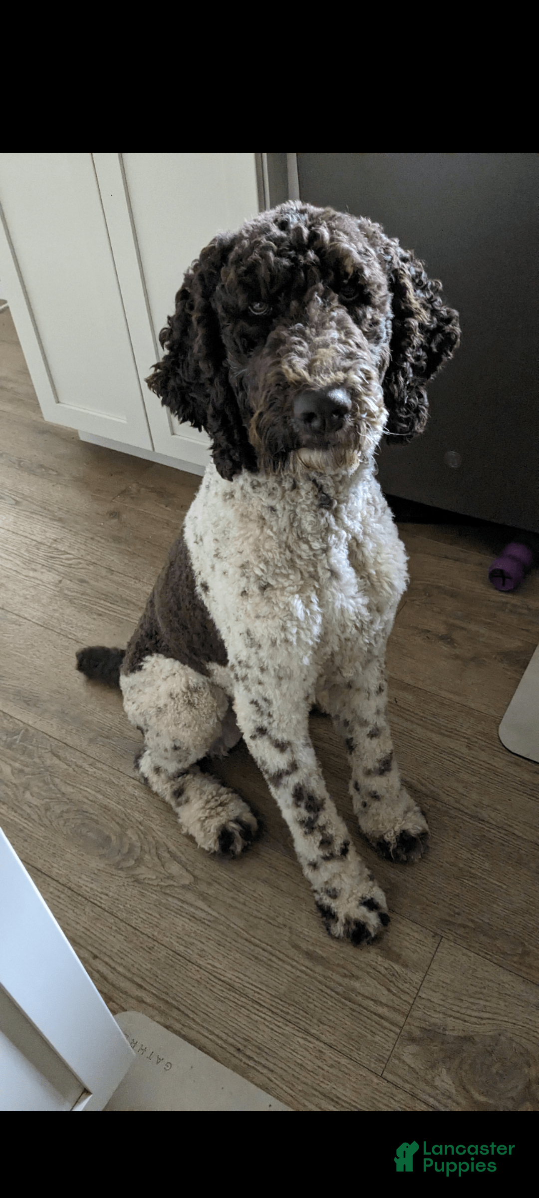 Standard Poodle dogs for sale: Peanut - Image 15