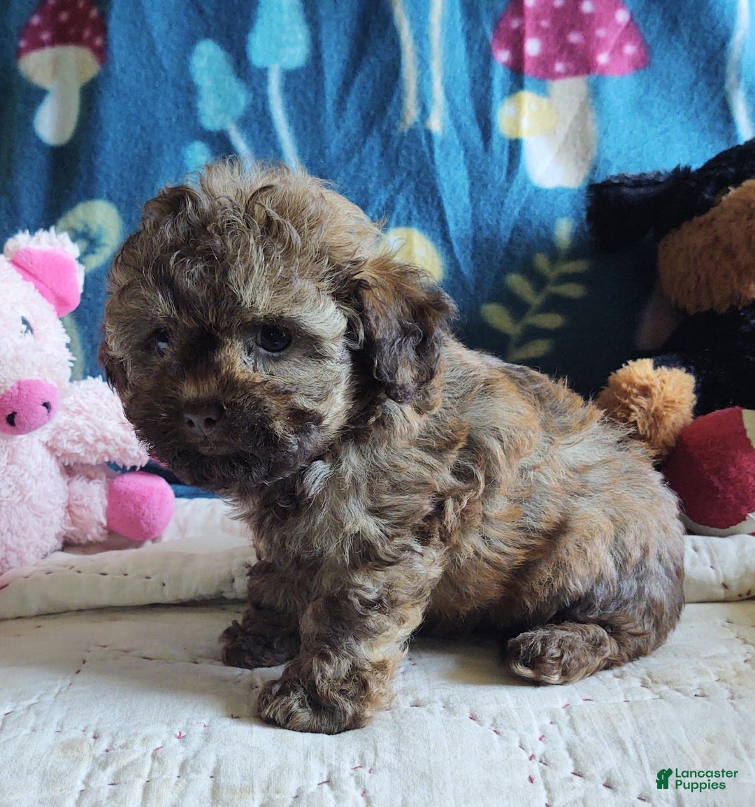 Maltipoo dogs for sale: Chocolate Peanut - Image 1