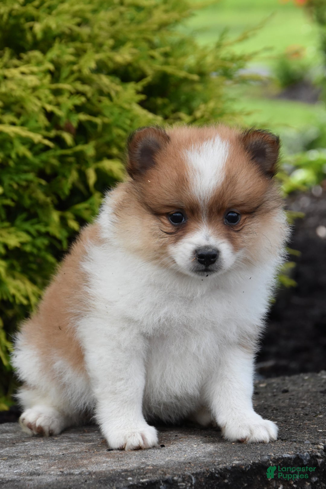Pomeranian dogs for sale: Teddy - Image 3