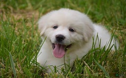 Great Pyrenees dogs for sale: Whitlock - Image 5
