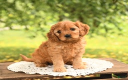 Cavapoo dogs for sale: Bella - Image 5
