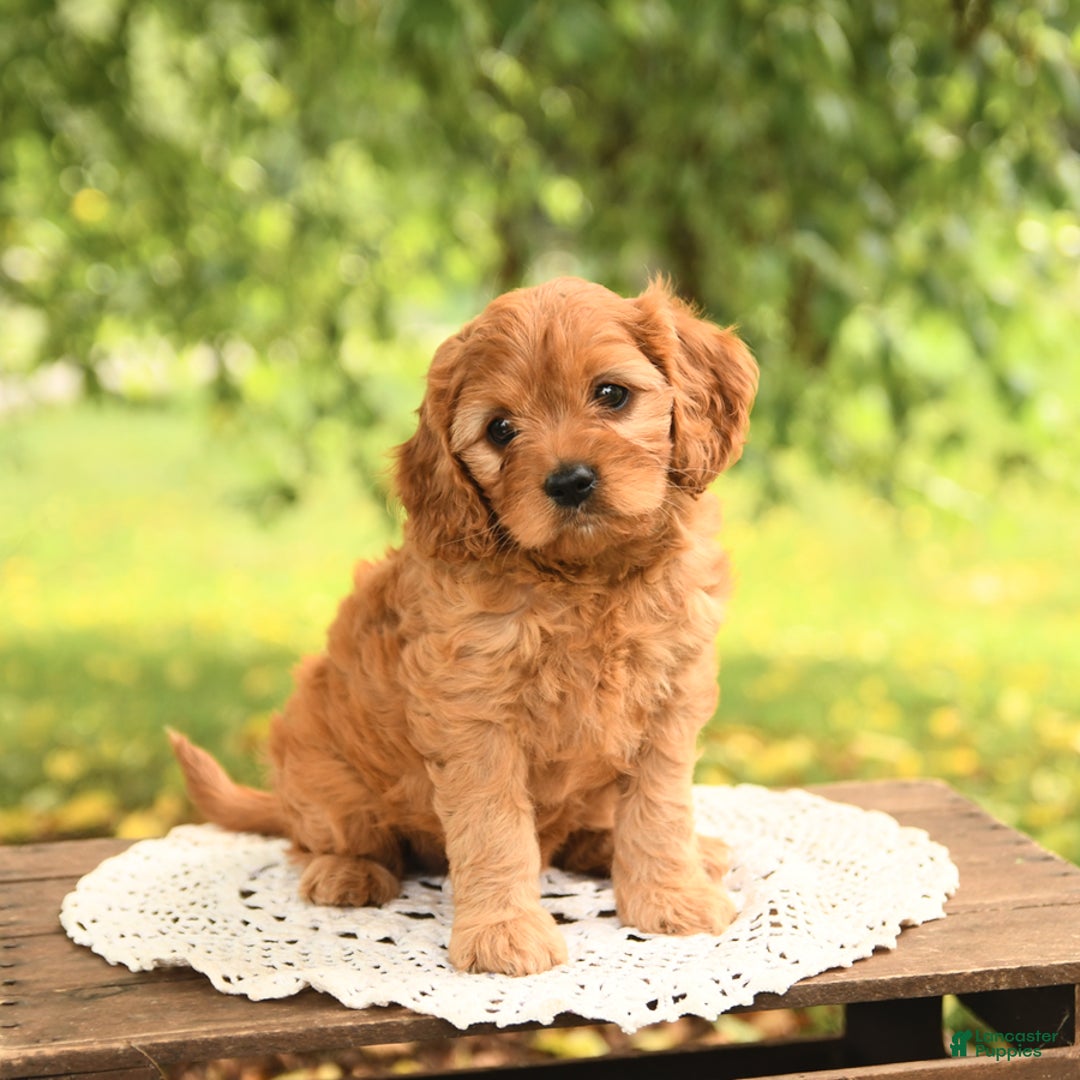 Cavapoo dogs for sale: Bella - Image 5