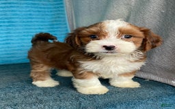 Havanese dogs for sale: Buster - Image 6