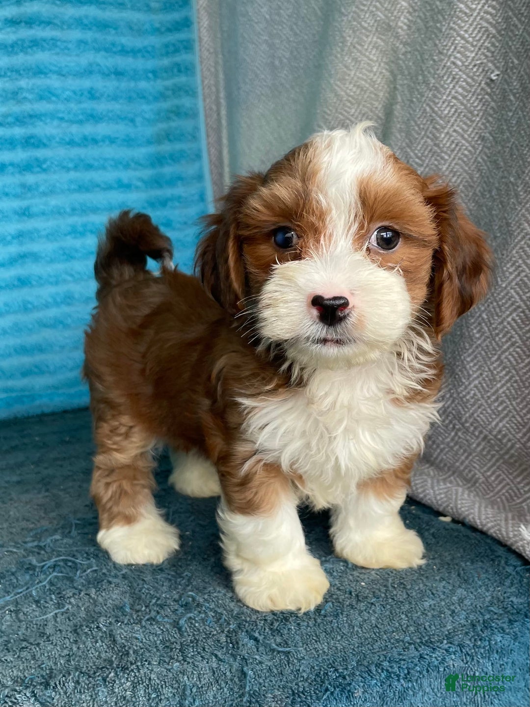 Havanese dogs for sale: Buster - Image 6