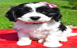Cavapoo dogs for sale: Cavapoo 4 puppies - Image 8