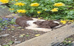 English Springer Spaniel dogs for sale: Buster - Image 5