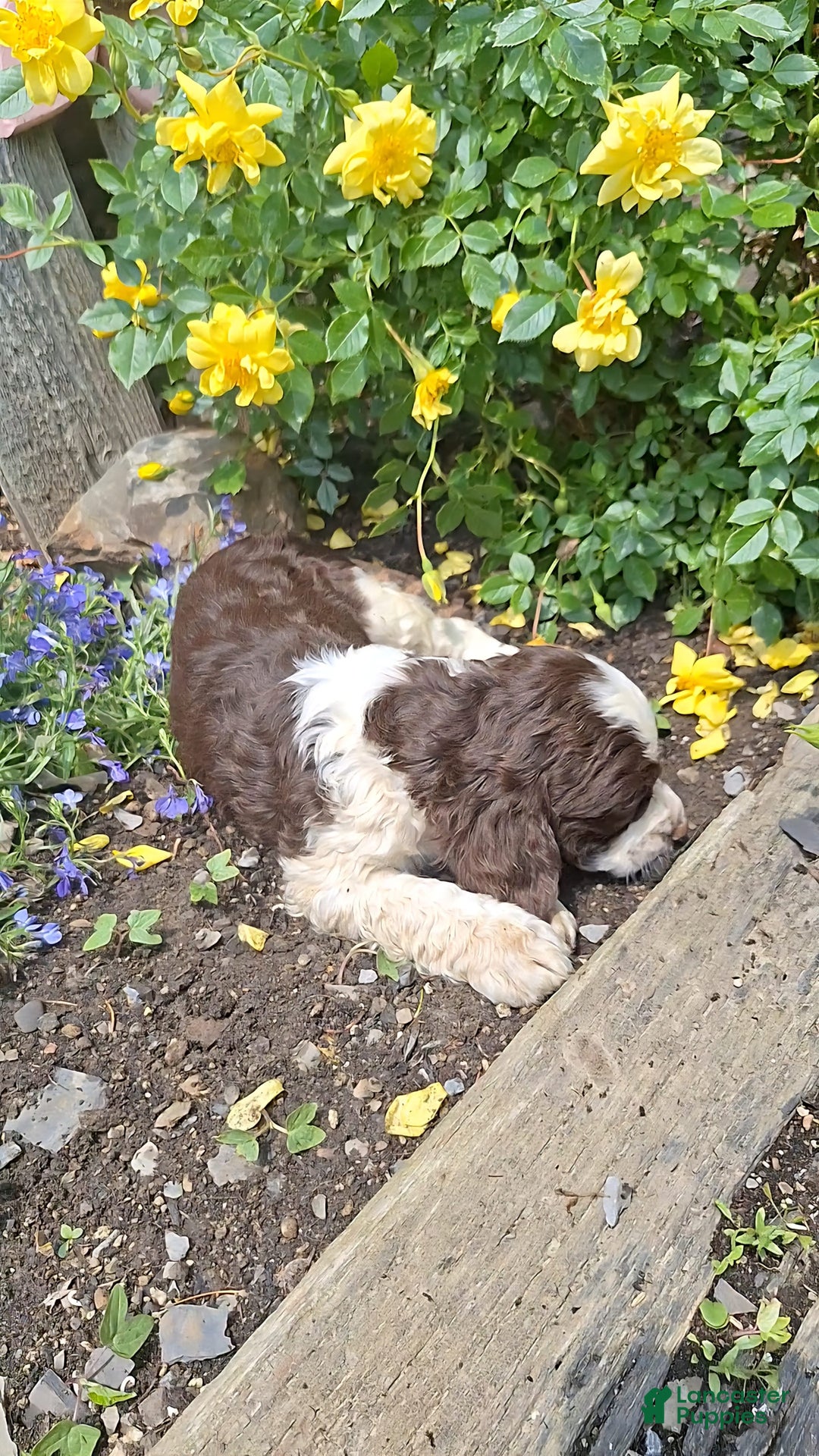 English Springer Spaniel dogs for sale: Buster - Image 5