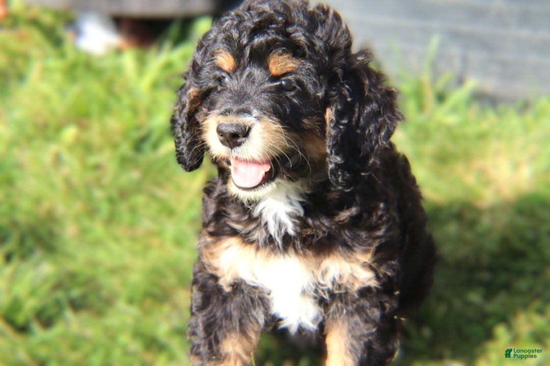 Mini Bernedoodle dogs for sale: Jasper - Image 5