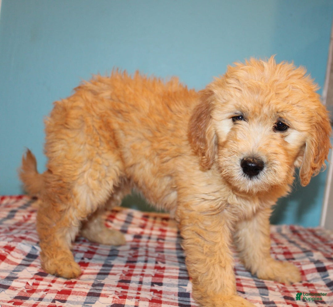  dogs for sale: Mini Goldendoodle 5 puppies - Image 21