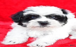 Yorkiepoo dogs for sale: Polly - Image 5