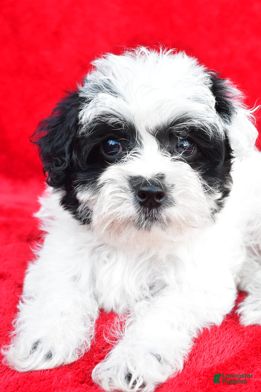 Yorkiepoo dogs for sale: Polly - Image 5