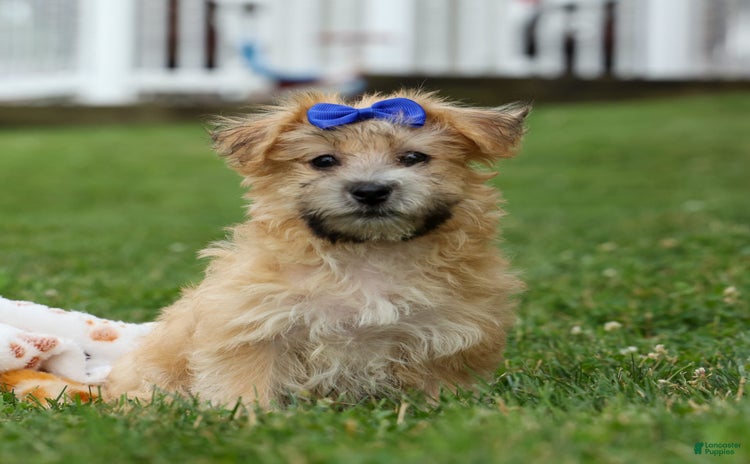 Yochon dogs for sale - Ad 3
