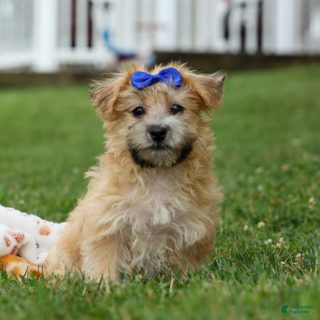 Yochon dogs for sale: Tobias - Image 25