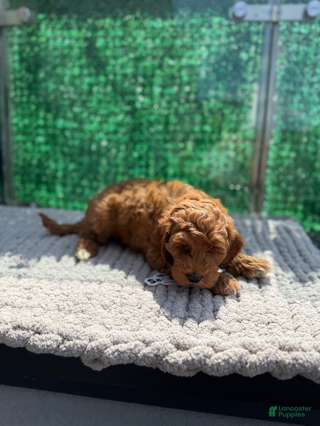 Mini Goldendoodle dogs for sale: Will - Image 1