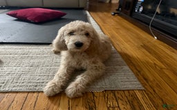Goldendoodle dogs for sale: Chase - Image 2