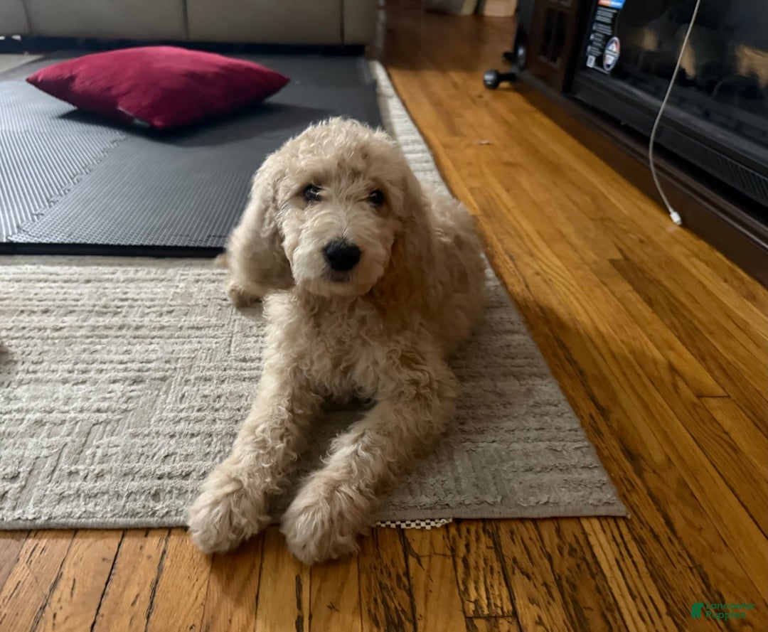 Goldendoodle dogs for sale: Chase - Image 2