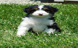 Mini Bernedoodle dogs for sale: Kallie - Image 4