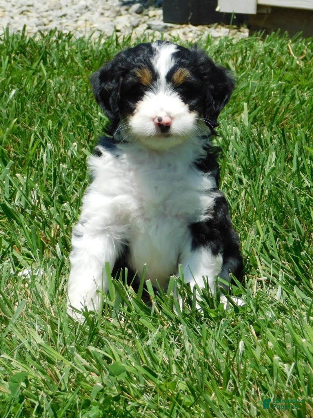 Mini Bernedoodle dogs for sale: Kallie - Image 4