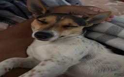 Jack Russell Terrier dogs for stud: Bandit - Image 1