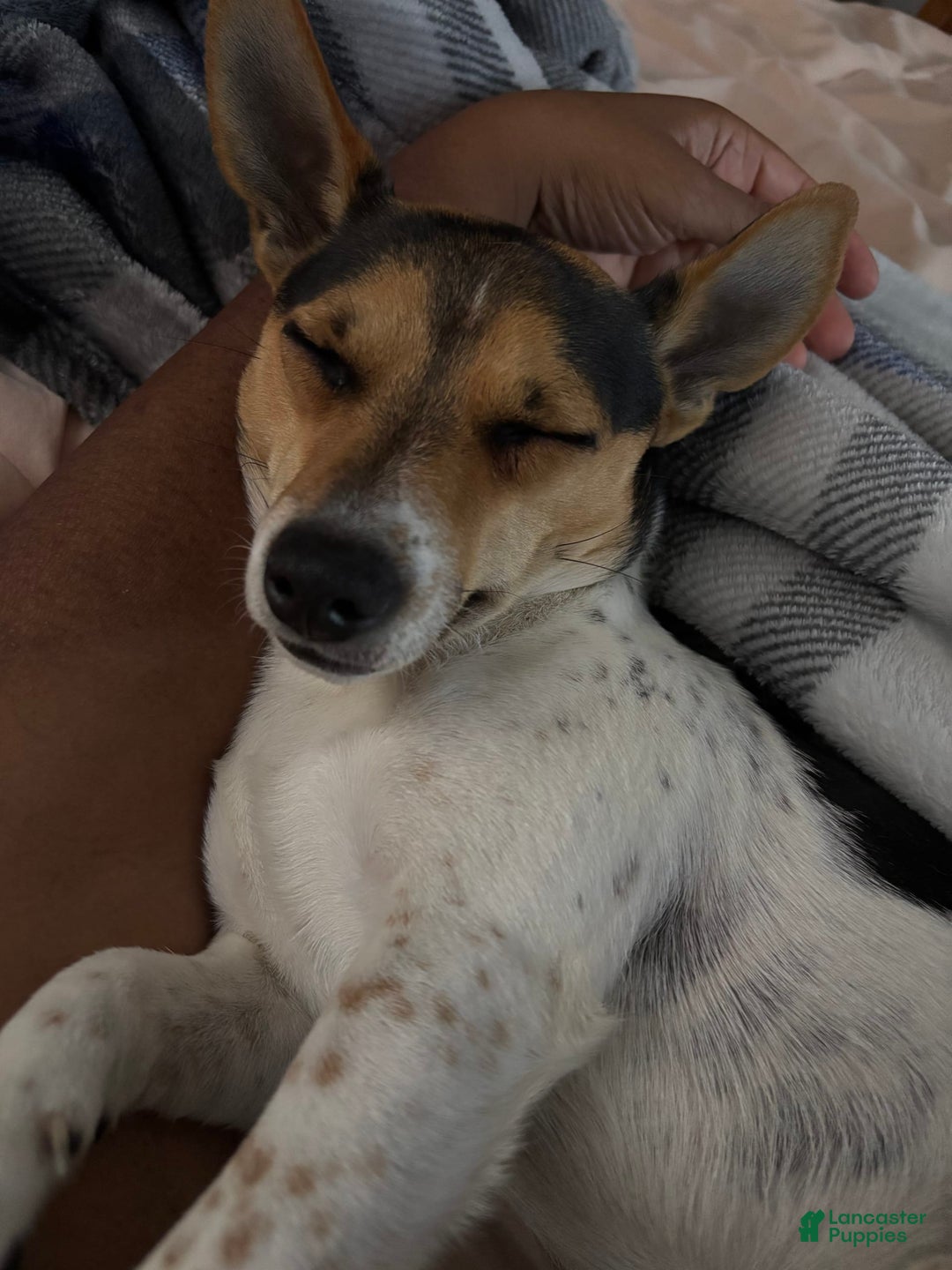 Jack Russell Terrier dogs for stud: Bandit - Image 1