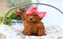 Bichpoo dogs for sale: Margo - Image 3