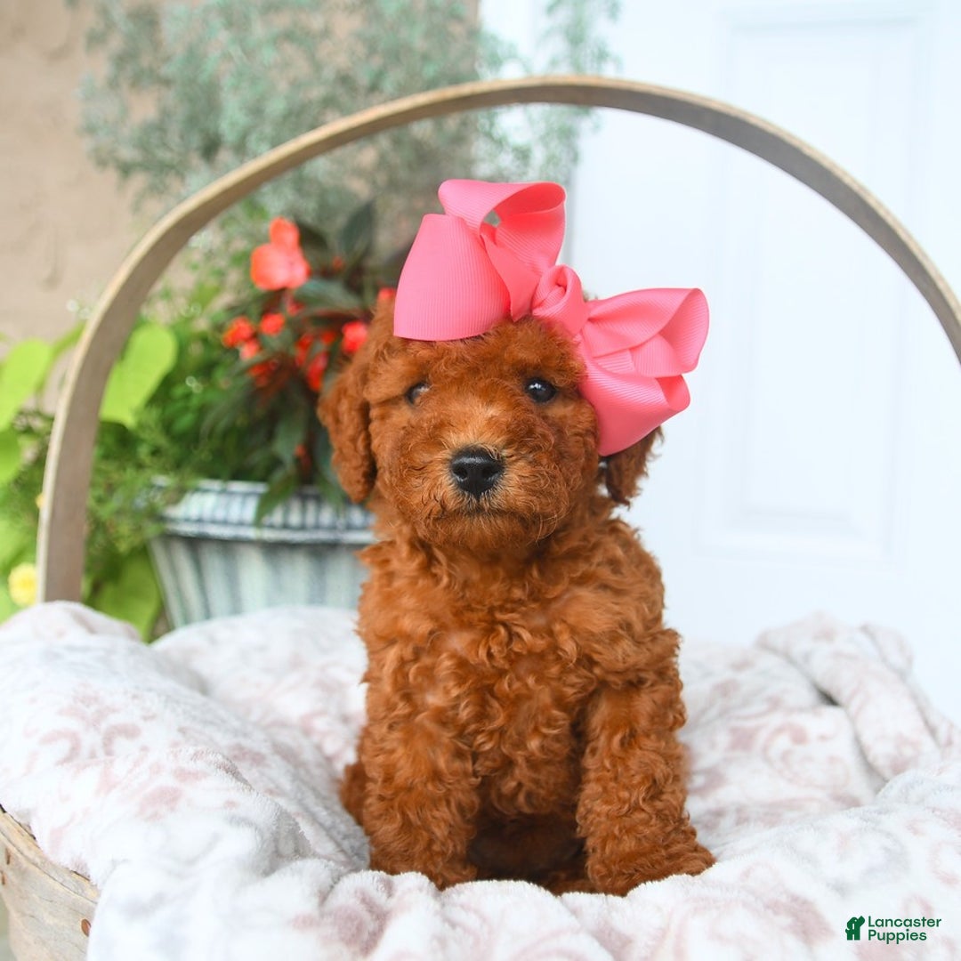 Bichpoo dogs for sale: Margo - Image 3