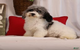Havapoo dogs for sale: Calvin - Image 8