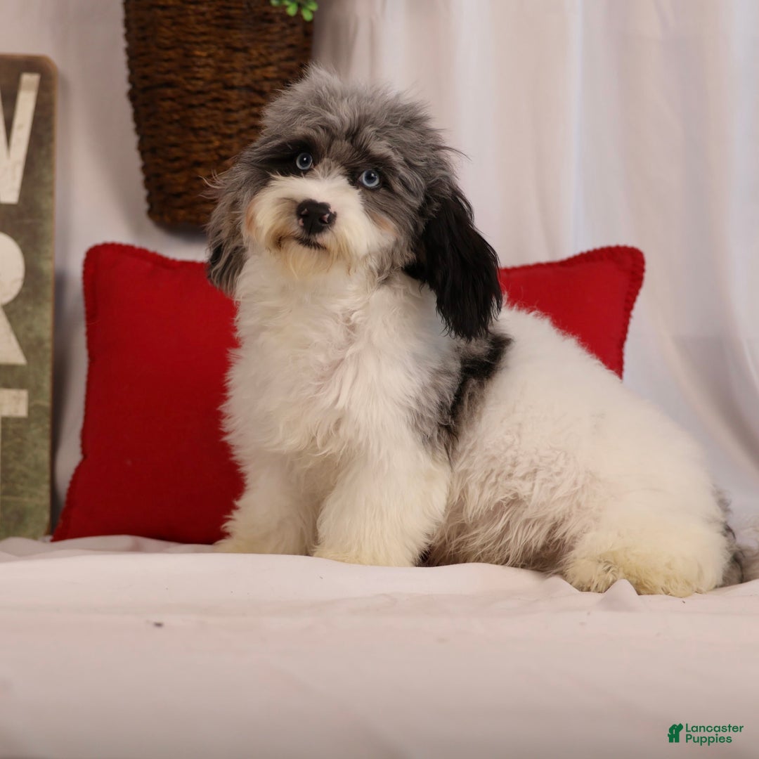 Havapoo dogs for sale: Calvin - Image 8