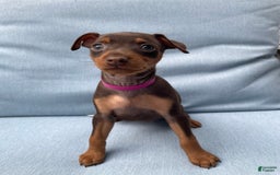 Miniature Pinscher dogs for sale: Willow - Image 7