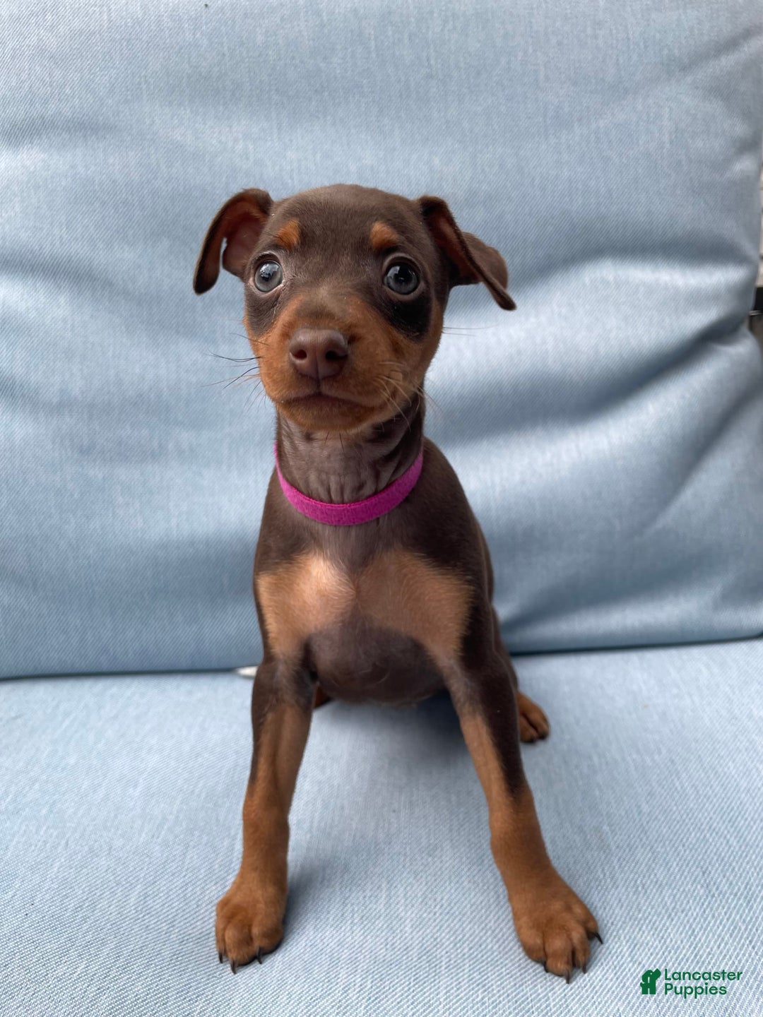 Miniature Pinscher dogs for sale: Willow - Image 7