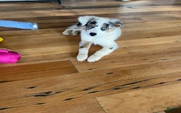 Australian Shepherd dogs for sale: Jojo - Image 18