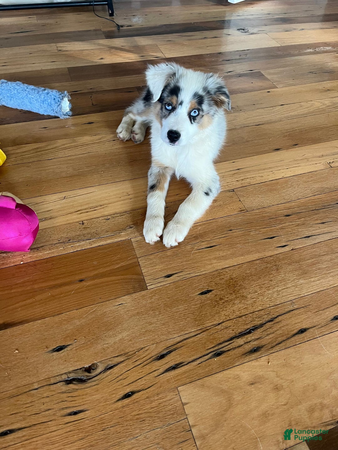 Australian Shepherd dogs for sale: Jojo - Image 18