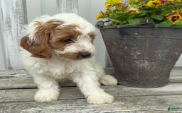Cavapoo dogs for sale: Patches - Image 5