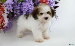 Yorkiepoo dogs for sale: Leo - Image 12