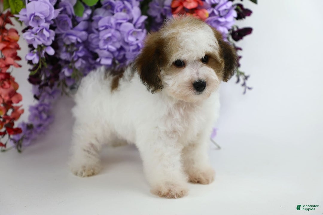 Yorkiepoo dogs for sale: Leo - Image 12