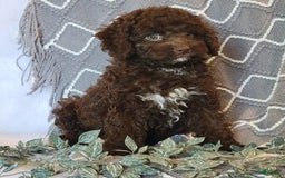 Cockapoo dogs for sale: Ellie - Image 1