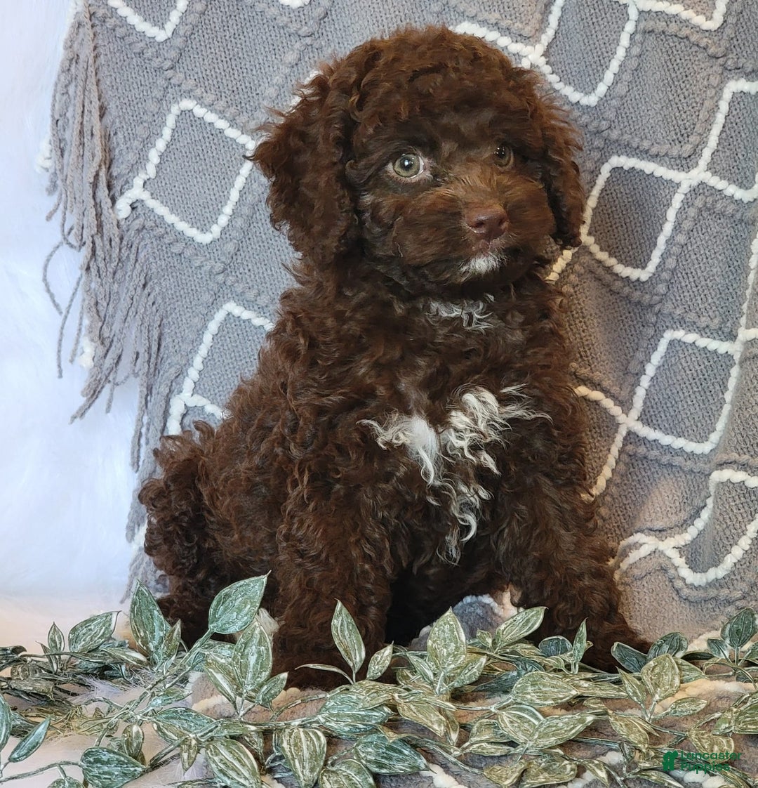 Cockapoo dogs for sale: Ellie - Image 1